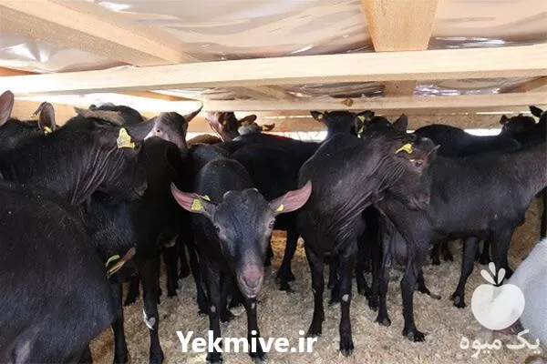 قیمت خرید تامین بز سانن در اصفهان در گروه گاو و گوسفند و میش و بز کهره گوساله در یکمیوه -عکس1