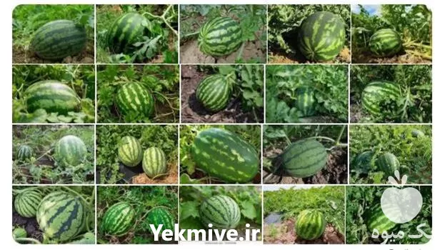 فروش بذر هندوانه آستاراخان مناسب آب در زاهدان در گروه خرید و فروش بذر هندوانه در یکمیوه -عکس1