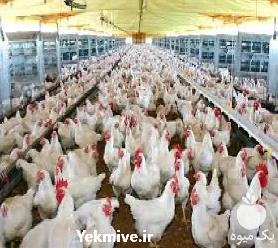 فروش مرغ تخم گذار فروش جوجه در گروه مرغ و خروس و بوقلمون و اردک قو قاز در یکمیوه -عکس1