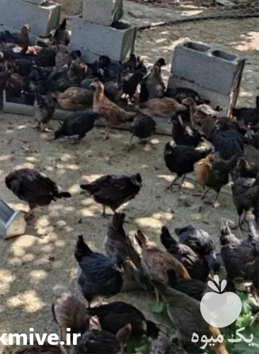 فروش جوجه مرغ محلی در شیراز در گروه مرغ و خروس و بوقلمون و اردک قو قاز در یکمیوه -عکس1