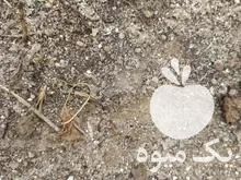 قیمت خرید کود مرغ گوشتی در آزادشهر در گروه خرید و فروش کود مرغی در یکمیوه -عکس1