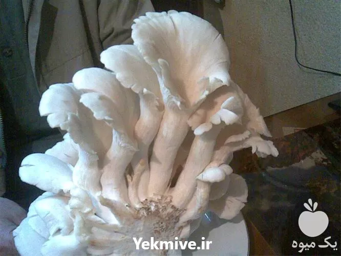 فروش بذر قارچ دکمه ای بذر در گروه خرید و فروش قارچ در یکمیوه -عکس1