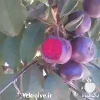 فروش نهال سیب تو سرخ سیب در مشهد در گروه خرید و فروش نهال میوه در یکمیوه