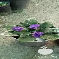 فروش خرید لوازم تراریوم در همدان در گروه خرید و فروش گیاهان زینتی در یکمیوه