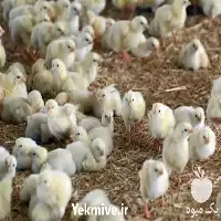 آگهی مشابه فروش جوجه یک روزه محلی گلپایگان در ساری در گروه مرغ و خروس و بوقلمون و اردک قو قاز در یکمیوه
