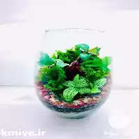 فروش عرضه و پخش تراریوم در همدان در گروه خرید و فروش گیاهان زینتی در یکمیوه