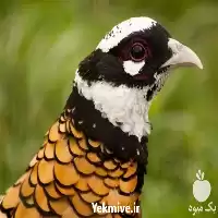 فروش پرورش قرقاول با کیفیتی بالا در قزوین در گروه خرید و فروش انواع پرنده در یکمیوه