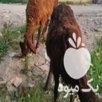 فروش گوسفند نر ماده افشار در گروه گاو و گوسفند و میش و بز کهره گوساله در یکمیوه