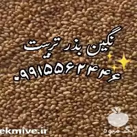 قیمت خرید قیمت بذر یونجه در تبریز در گروه خرید و فروش بذر یونجه در یکمیوه