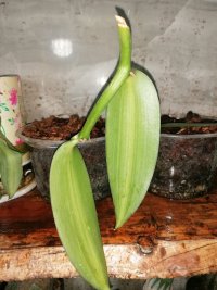 کسب درآمد با پرورش گیاه وانیل در اقلید در گروه دوره آموزش کشاورزی در یکمیوه