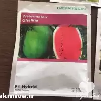 بذر هندوانه هیبرید گالینا فروش بذر در قم در گروه خرید و فروش بذر هندوانه در یکمیوه