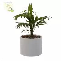 فروش شامادورا گلدان سرامیکی در تهران در گروه خرید و فروش گیاهان زینتی در یکمیوه