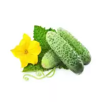 قیمت خرید بذر خیار خاردار خارجی در گروه خرید و فروش بذر خیار در یکمیوه