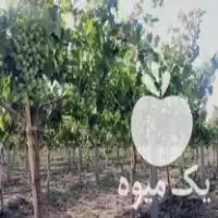 فروش داربست انگور پایه داربستی تیرچه در تاکستان در گروه خرید و فروش داربست انگور در یکمیوه