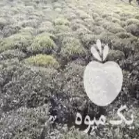 هرس زمین و باغ در گروه هرس کاری در یکمیوه