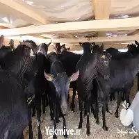 قیمت خرید تامین بز سانن در اصفهان در گروه گاو و گوسفند و میش و بز کهره گوساله در یکمیوه