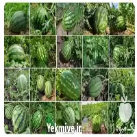 فروش بذر هندوانه آستاراخان مناسب آب در زاهدان در گروه خرید و فروش بذر هندوانه در یکمیوه