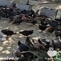 فروش جوجه مرغ محلی در شیراز در گروه مرغ و خروس و بوقلمون و اردک قو قاز در یکمیوه