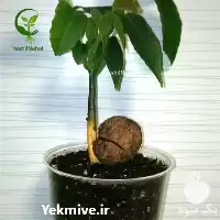 خرید فروش نهال گردو در ارقام در ارومیه در گروه خرید و فروش نهال گردو در یکمیوه