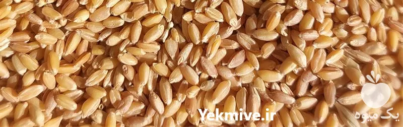 فروش عرضه بذر گندم با مناسب در گروه خرید و فروش بذر گندم در یکمیوه -عکس1