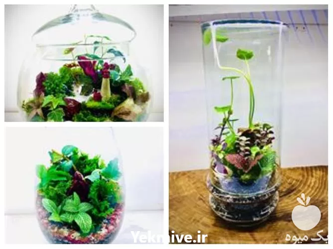 قیمت خرید تراریوم به قیمت مناسب در کرج در گروه خرید و فروش گیاهان زینتی در یکمیوه -عکس1