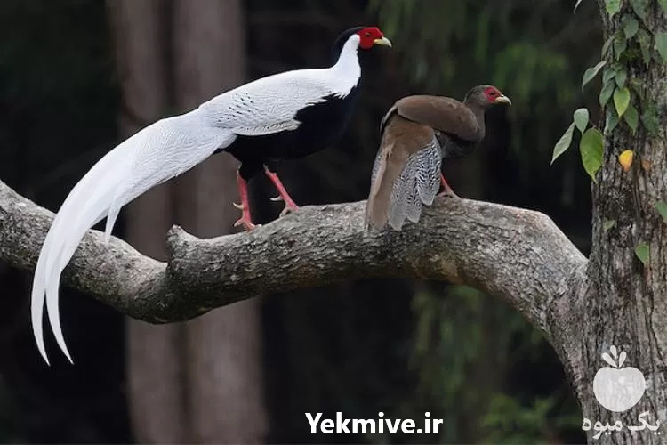 قیمت خرید جوجه قرقاول گوشتی در تهران در گروه مرغ و خروس و بوقلمون و اردک قو قاز در یکمیوه -عکس1