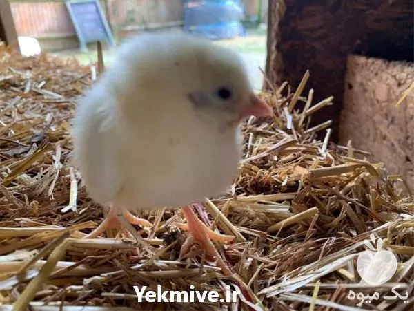 قیمت خرید جوجه یک روزه در گروه مرغ و خروس و بوقلمون و اردک قو قاز در یکمیوه -عکس1