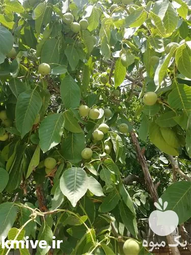 خرید و فروش نهال گردو کانادایی در شیراز در گروه خرید و فروش نهال گردو در یکمیوه -عکس1