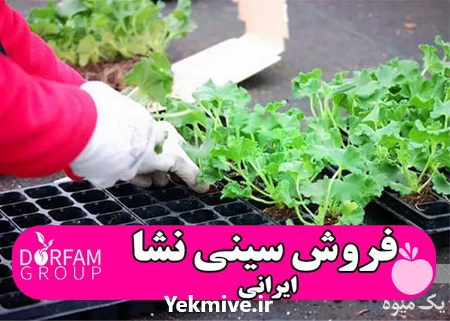 فروش سینی نشا مرغوب ایرانی در تهران در گروه خرید و فروش نشا در یکمیوه -عکس1