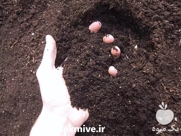 قیمت خرید خاک پرلیت کامیونی در گروه خرید و فروش انواع کود کشاورزی در یکمیوه -عکس1