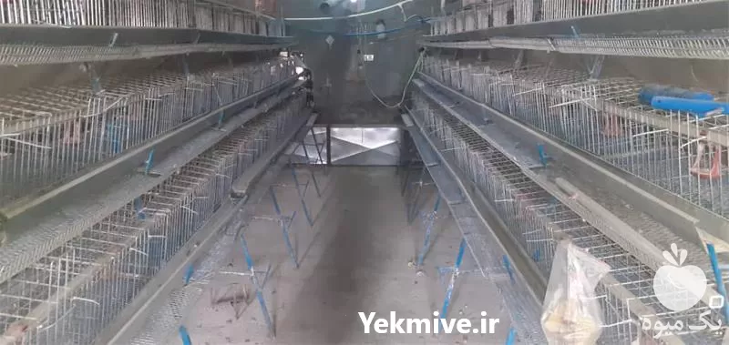 قیمت خرید قفس بلدرچین در گروه تجهیزات مرغداری در یکمیوه -عکس1