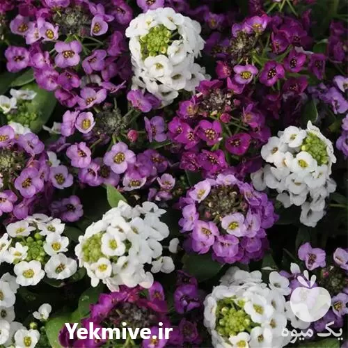 قیمت خرید بذر گلرنگ در اهواز در گروه خرید و فروش بذر گل در یکمیوه -عکس1