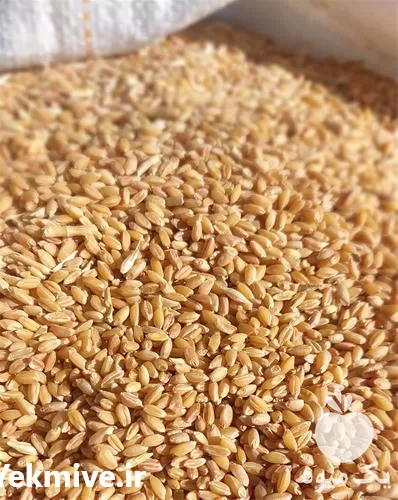 فروش بذر گندم در تبریز در گروه خرید و فروش بذر گندم در یکمیوه -عکس1