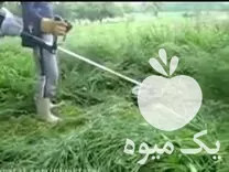 علف زنی برش درخت با دستگاه در گروه هرس کاری در یکمیوه -عکس1