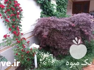 نشا کاری با دستگاه در گروه خدمات نشا کاری در یکمیوه -عکس1