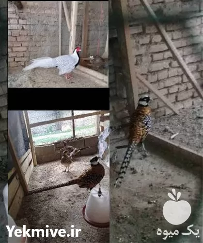 فروش قیمت قرقاول لیمویی در ساری در گروه خرید و فروش انواع پرنده در یکمیوه -عکس1