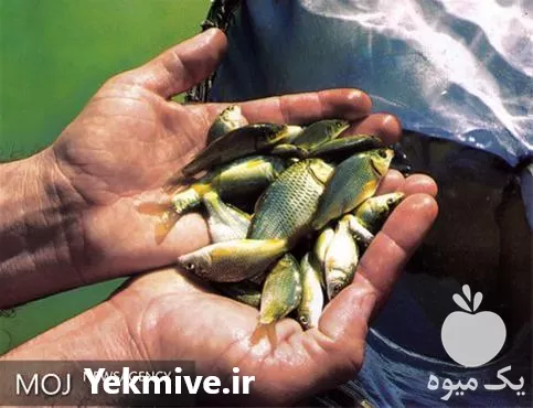 فروش بچه ماهی فیتوفاک در ارومیه در گروه خرید و فروش بچه ماهی در یکمیوه -عکس1