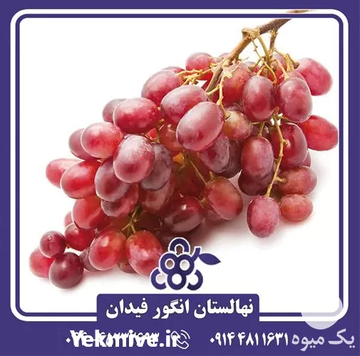 خرید و قیمت نهال انگور کریمسون در ارومیه در گروه خرید و فروش نهال انگور در یکمیوه -عکس1