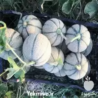 قیمت خرید بذر ملون گلخانه ای در ارومیه در گروه خرید و فروش بذر ملون در یکمیوه