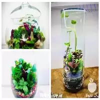 قیمت خرید تراریوم به قیمت مناسب در کرج در گروه خرید و فروش گیاهان زینتی در یکمیوه