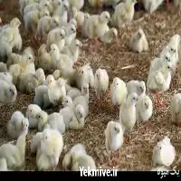 قیمت خرید جوجه گوشتی خرده در قم در گروه مرغ و خروس و بوقلمون و اردک قو قاز در یکمیوه