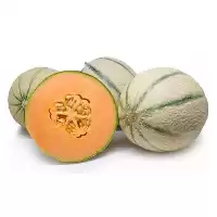 فروش قیمت بذر طالبی سمسوری در یزد در گروه خرید و فروش بذر طالبی در یکمیوه