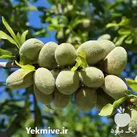قیمت خرید نهال بادام دیرگل در ارومیه در گروه خرید و فروش نهال بادام در یکمیوه