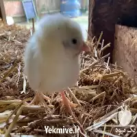 قیمت خرید جوجه یک روزه در گروه مرغ و خروس و بوقلمون و اردک قو قاز در یکمیوه