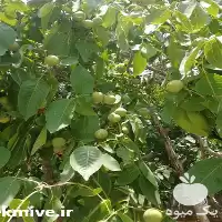 خرید و فروش نهال گردو کانادایی در شیراز در گروه خرید و فروش نهال گردو در یکمیوه