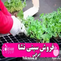فروش سینی نشا مرغوب ایرانی در تهران در گروه خرید و فروش نشا در یکمیوه