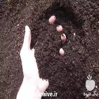 قیمت خرید خاک پرلیت کامیونی در گروه خرید و فروش انواع کود کشاورزی در یکمیوه