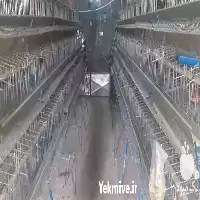 قیمت خرید قفس بلدرچین در گروه تجهیزات مرغداری در یکمیوه