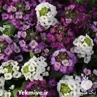 قیمت خرید بذر گلرنگ در اهواز در گروه خرید و فروش بذر گل در یکمیوه