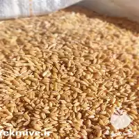 فروش بذر گندم در تبریز در گروه خرید و فروش بذر گندم در یکمیوه